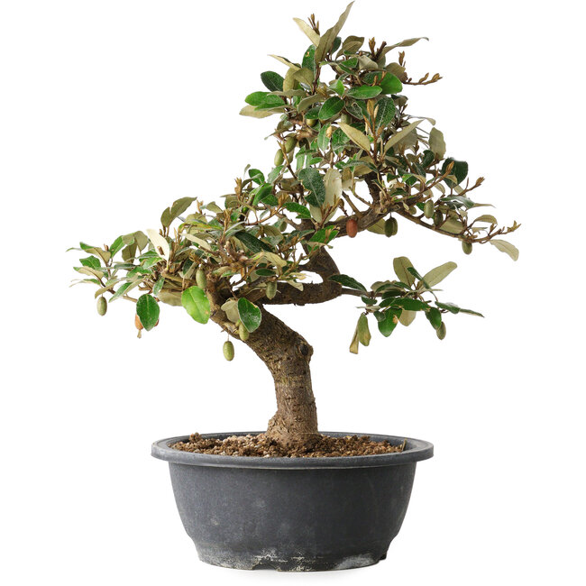 Elaeagnus, 33,5 cm, ± 12 Jahre alt