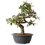 Elaeagnus, 33,5 cm, ± 12 ans