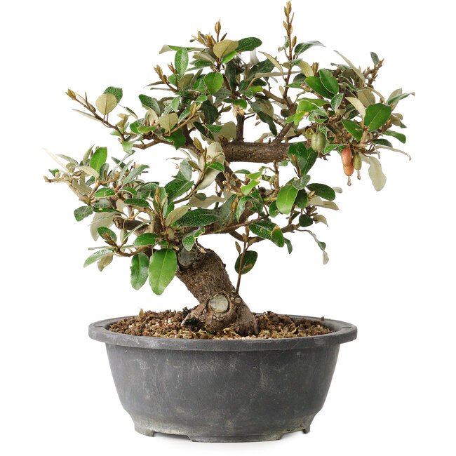 Elaeagnus, 24,5 cm, ± 12 years old