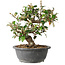 Elaeagnus, 24,5 cm, ± 12 years old