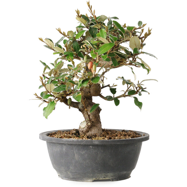 Elaeagnus, 24,5 cm, ± 12 years old