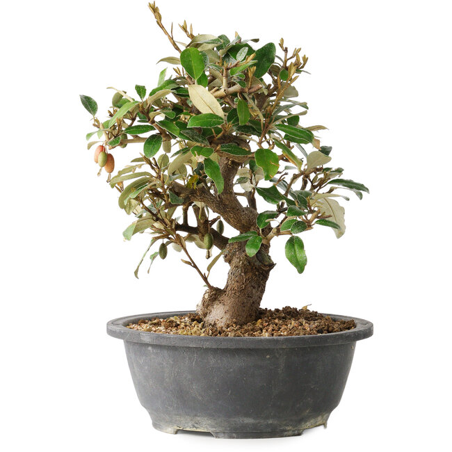 Elaeagnus, 24,5 cm, ± 12 anni