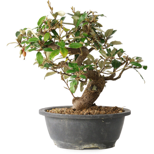 Elaeagnus, 24,5 cm, ± 12 anni
