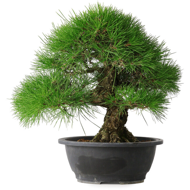 Pinus thunbergii, 35 cm, ± 30 years old
