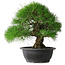 Pinus thunbergii, 35 cm, ± 30 years old