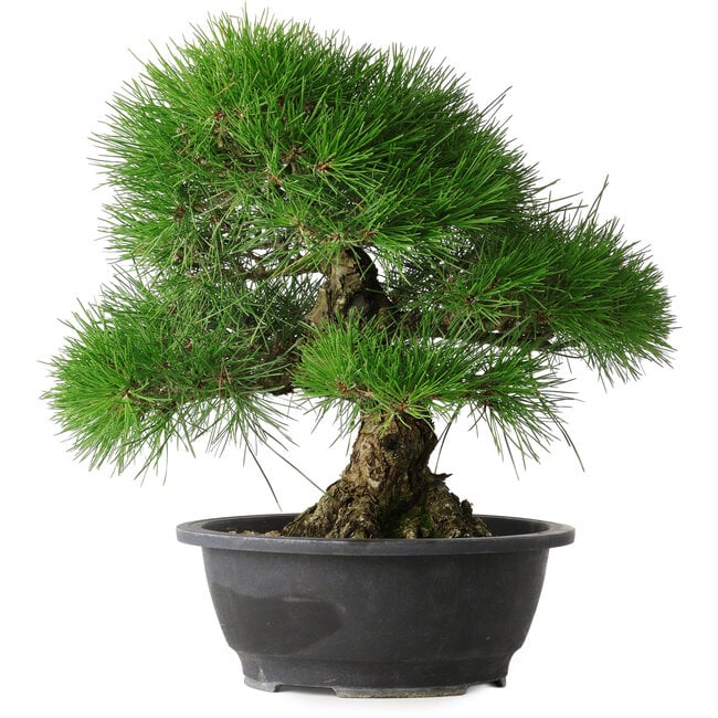 Pinus thunbergii, 35 cm, ± 30 anni