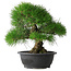 Pinus thunbergii, 35 cm, ± 30 Jahre alt