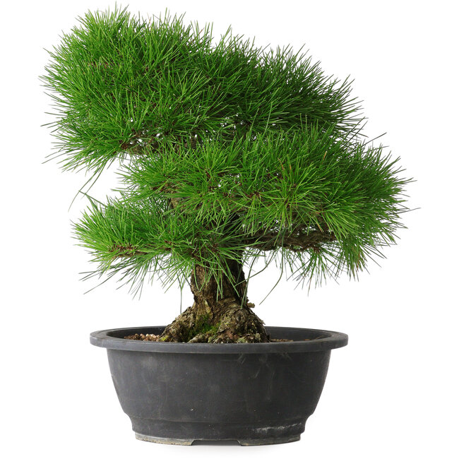 Pinus thunbergii, 35 cm, ± 30 anni