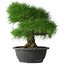 Pinus thunbergii, 35 cm, ± 30 years old
