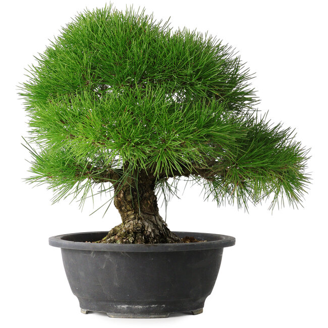Pinus thunbergii, 35 cm, ± 30 anni