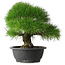 Pinus thunbergii, 35 cm, ± 30 Jahre alt