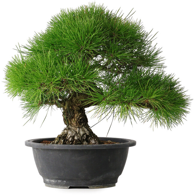 Pinus thunbergii, 35 cm, ± 30 ans