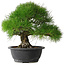 Pinus thunbergii, 35 cm, ± 30 years old