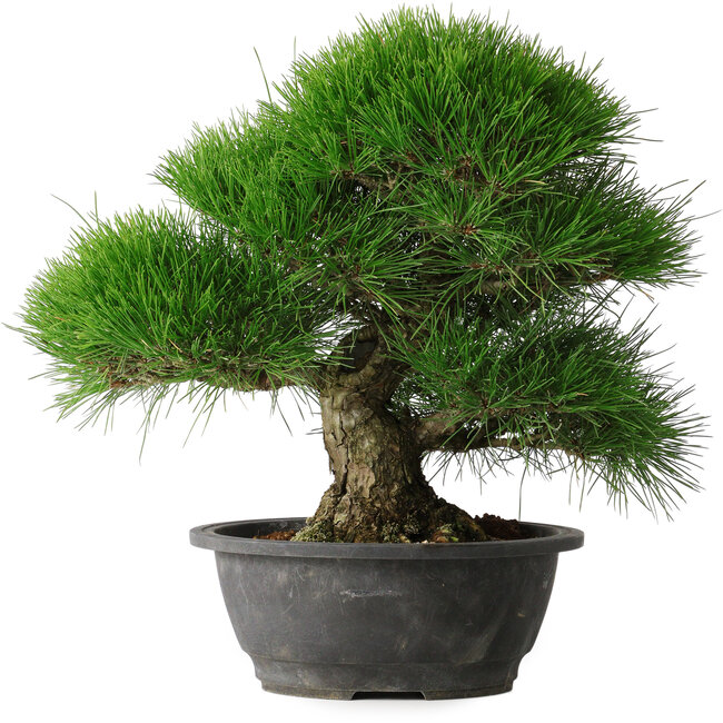 Pinus thunbergii, 37,5 cm, ± 30 years old