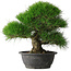 Pinus thunbergii, 37,5 cm, ± 30 years old