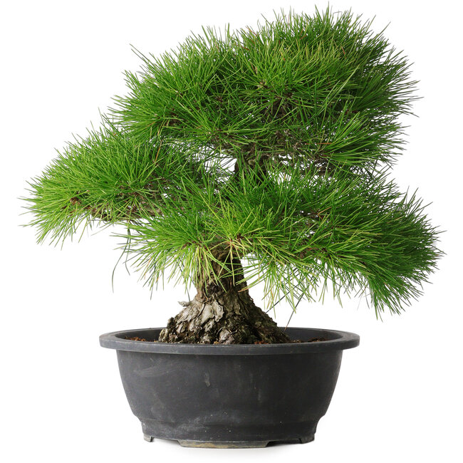 Pinus thunbergii, 35 cm, ± 30 jaar oud