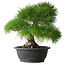 Pinus thunbergii, 35 cm, ± 30 anni