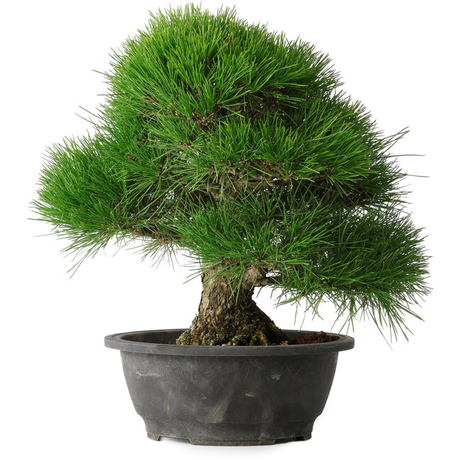 Pinus thunbergii, 37,5 cm, ± 30 ans