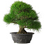 Pinus thunbergii, 37,5 cm, ± 30 years old