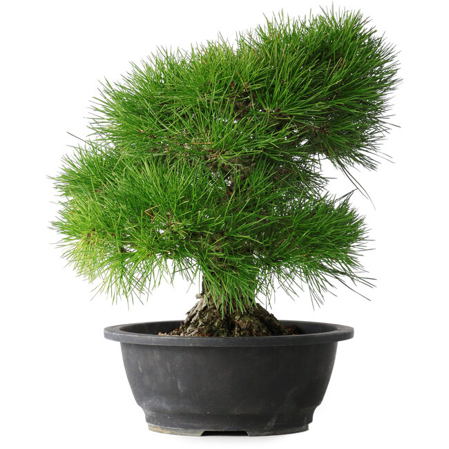 Pinus thunbergii, 35 cm, ± 30 Jahre alt
