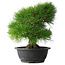 Pinus thunbergii, 35 cm, ± 30 anni