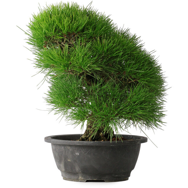 Pinus thunbergii, 37,5 cm, ± 30 Jahre alt