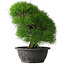 Pinus thunbergii, 37,5 cm, ± 30 years old