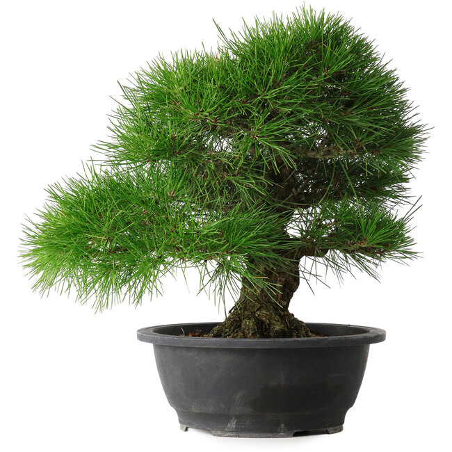 Pinus thunbergii, 35 cm, ± 30 anni