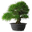 Pinus thunbergii, 35 cm, ± 30 years old