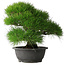 Pinus thunbergii, 37,5 cm, ± 30 years old