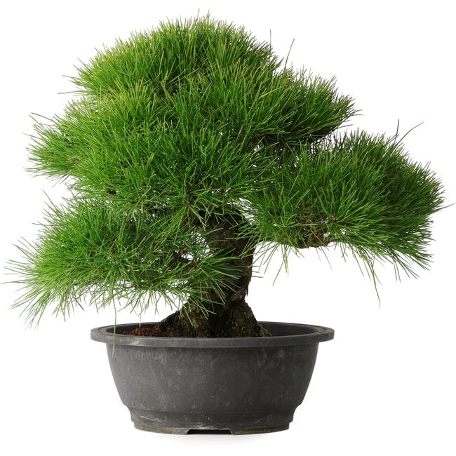 Pinus thunbergii, 37,5 cm, ± 30 jaar oud