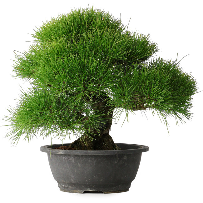 Pinus thunbergii, 37,5 cm, ± 30 Jahre alt