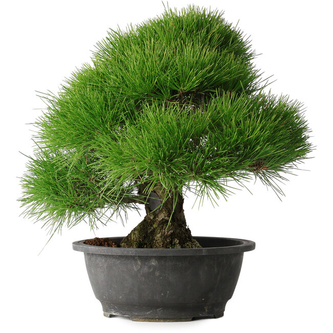 Pinus thunbergii, 37,5 cm, ± 30 Jahre alt