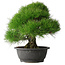 Pinus thunbergii, 37,5 cm, ± 30 years old