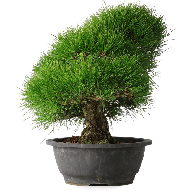 Pinus thunbergii, 37,5 cm, ± 30 años