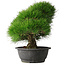 Pinus thunbergii, 37,5 cm, ± 30 years old