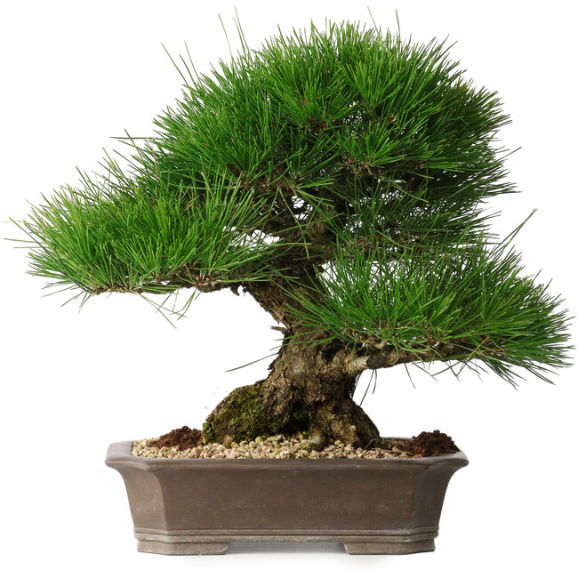Pinus thunbergii, 33 cm, ± 30 years old