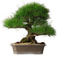 Pinus thunbergii, 33 cm, ± 30 years old