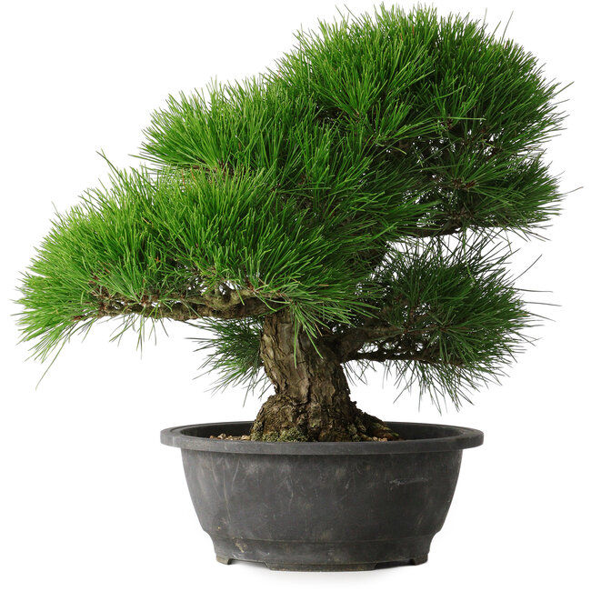 Pinus thunbergii, 37,5 cm, ± 30 Jahre alt