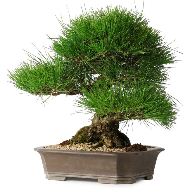 Pinus thunbergii, 33 cm, ± 30 años