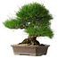 Pinus thunbergii, 33 cm, ± 30 years old