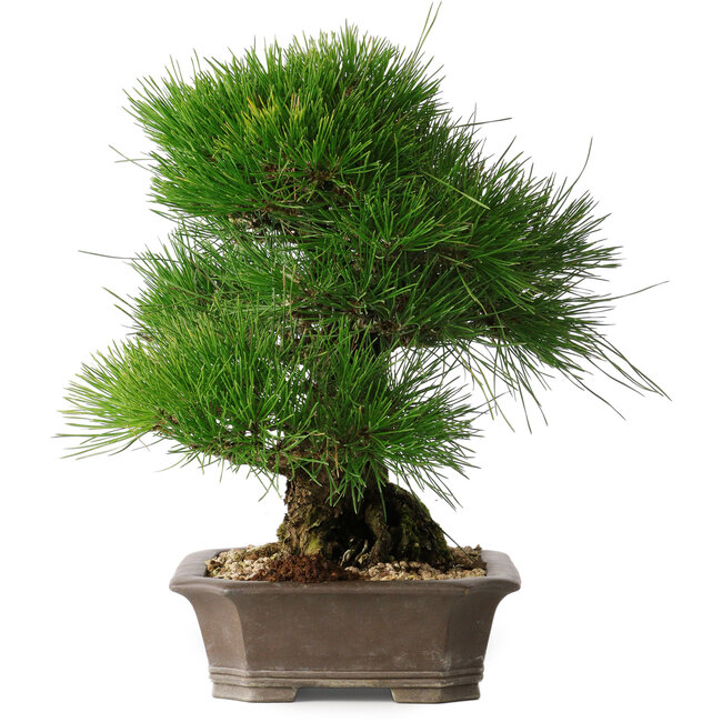 Pinus thunbergii, 33 cm, ± 30 años