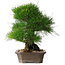 Pinus thunbergii, 33 cm, ± 30 years old