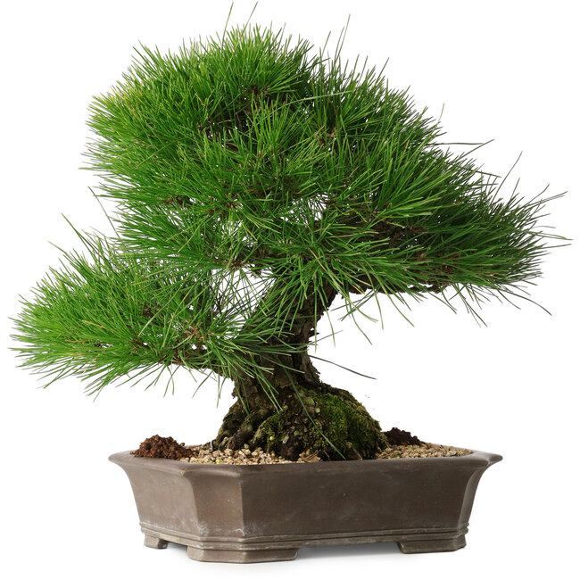 Pinus thunbergii, 33 cm, ± 30 years old