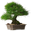 Pinus thunbergii, 33 cm, ± 30 years old