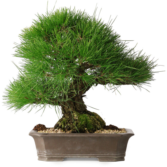 Pinus thunbergii, 33 cm, ± 30 años