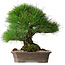 Pinus thunbergii, 33 cm, ± 30 years old