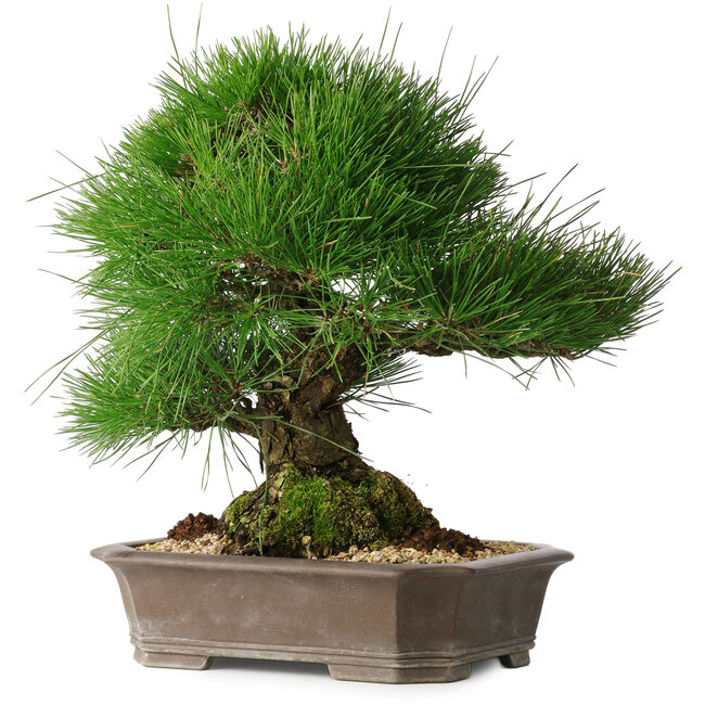Pinus thunbergii, 33 cm, ± 30 years old