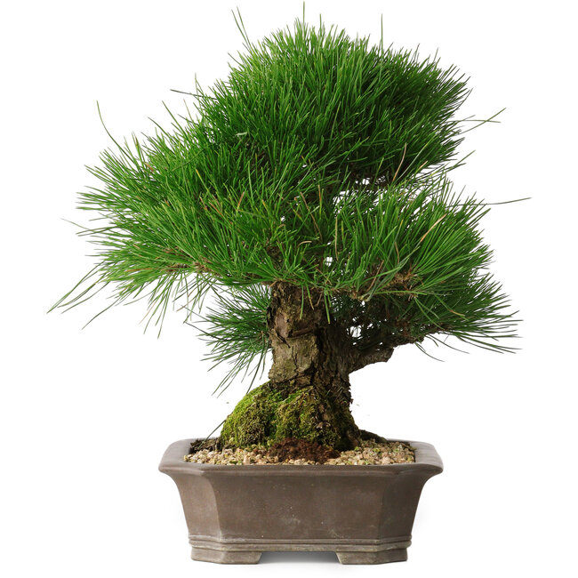 Pinus thunbergii, 33 cm, ± 30 años
