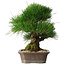 Pinus thunbergii, 33 cm, ± 30 years old